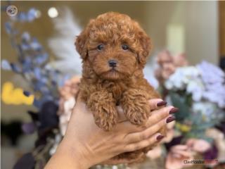 Tiny Toy Poodle - Los Osos PR, Mascotas Puerto Rico