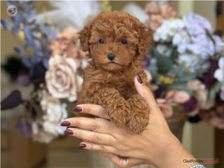 Puerto Rico Chiquitita Toy Poodle - Los Osos PR, Perros Gatos y Caballos