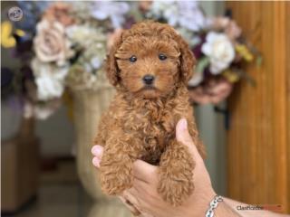 Hermosa Toy Poodle Roja - Los Osos PR, Mascotas Puerto Rico