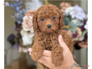 Toy Poodle petite Super Roja - Los Osos PR, Mascotas Puerto Rico