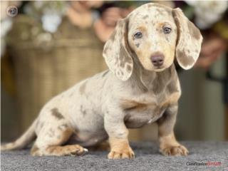 Puerto Rico Exotica! Dachshund Choco Dapple - Los Osos PR, Perros Gatos y Caballos