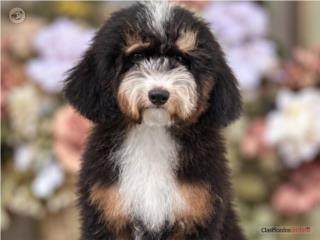 Puerto Rico Mini Bernedoodle Tricolor - Los Osos PR, Perros Gatos y Caballos