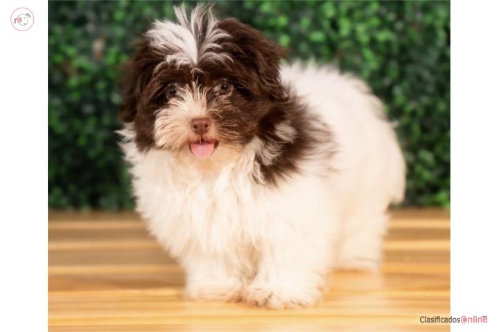 Havanese Dave (VISITANOS EN GUAYNABO ) Puerto Rico