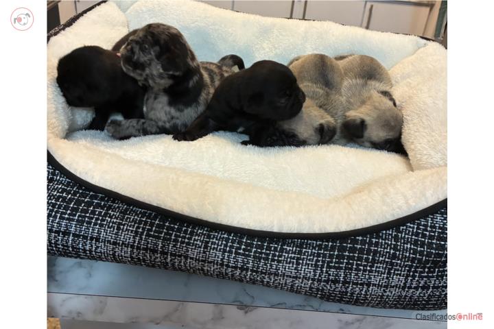 Pugs bebés  Puerto Rico