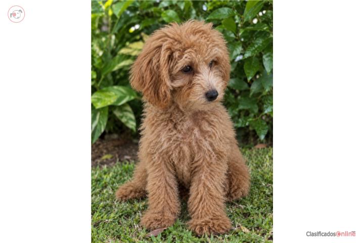 Hermoso Toy Poodle macho AKC  Puerto Rico