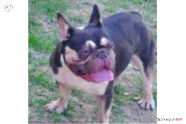 French bulldog  Puerto Rico