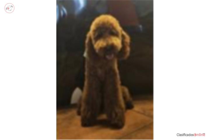 Poodle MEDIANO(AKC) Puerto Rico