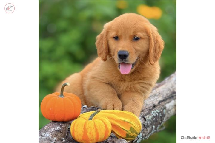 GOLDEN RETRIEVER BIG BONE COLORAO AKC Puerto Rico