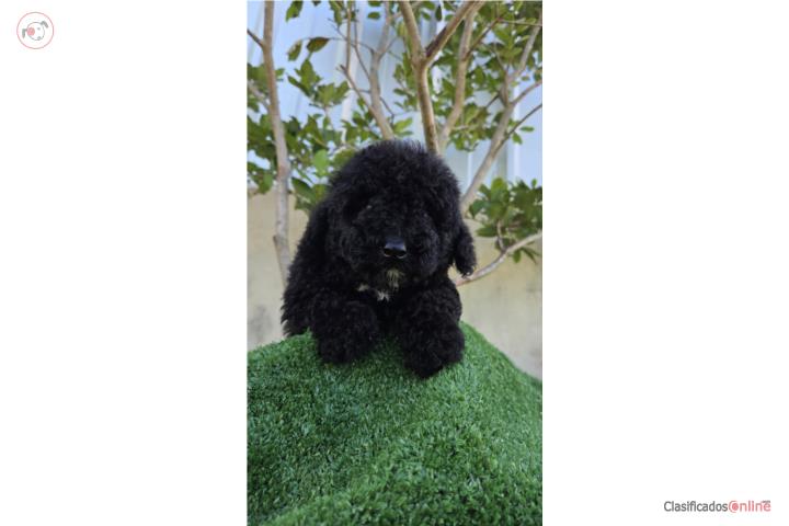 Toy Poodle machos negros Papeles AKC  Puerto Rico