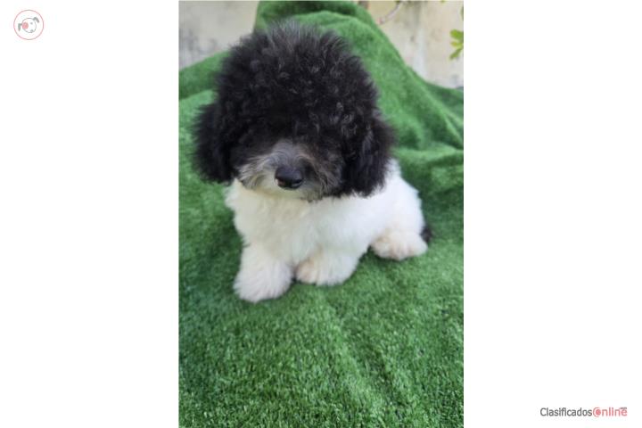 Toy Poodle Macho Papeles AKC  Puerto Rico