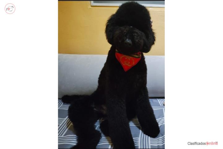 GOLDEN DOODLE  F1 BB HEMBRA 1 AÑO ENTRENADA  Puerto Rico