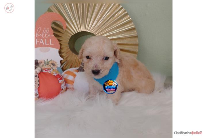 Poodle toy nene con papeles  Puerto Rico
