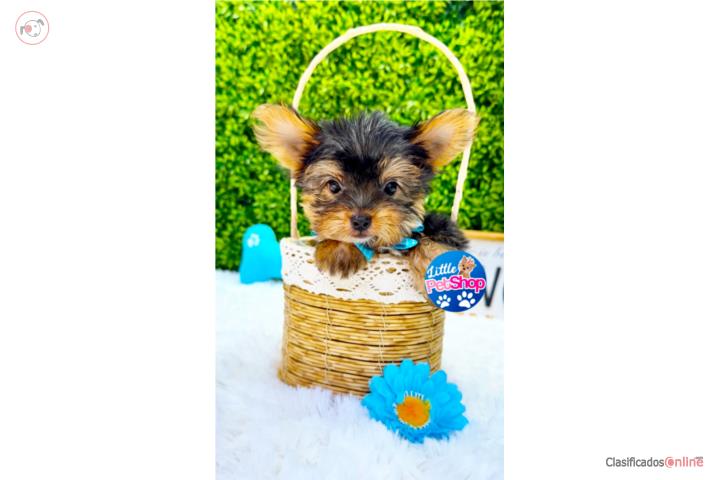 YORKIE TOY NENE CON PAPELES  Puerto Rico