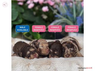 Toy Poodle Exoticos Chocolate AKC, Puppy Land PR