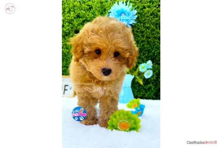 MALTIPOO TOY NENE  Puerto Rico