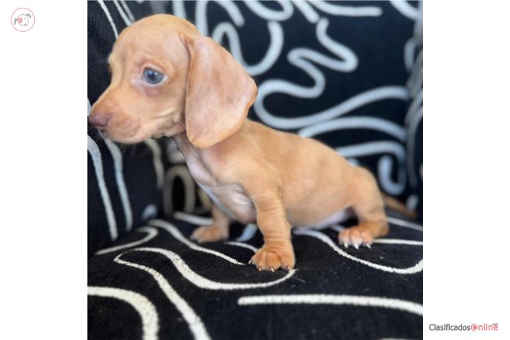 Mini dachshund red  Puerto Rico