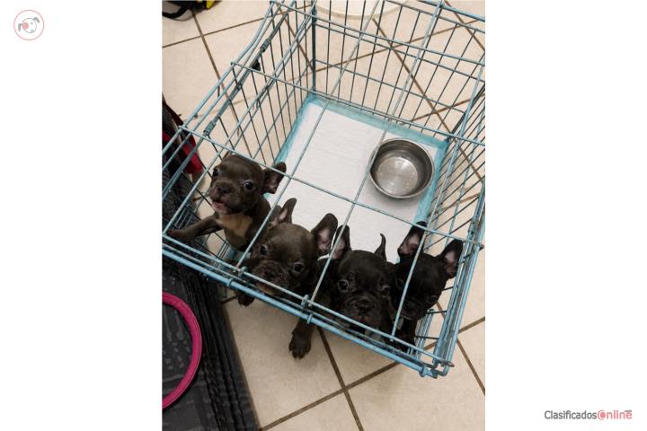 French BULLDOGS AKC DISPONIBLES Puerto Rico