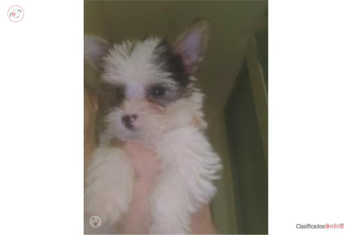 Yorkie Biewer Puerto Rico