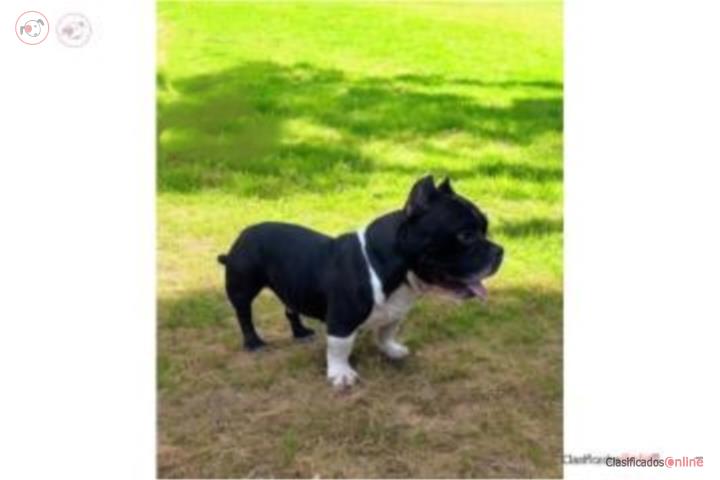American bully  Puerto Rico