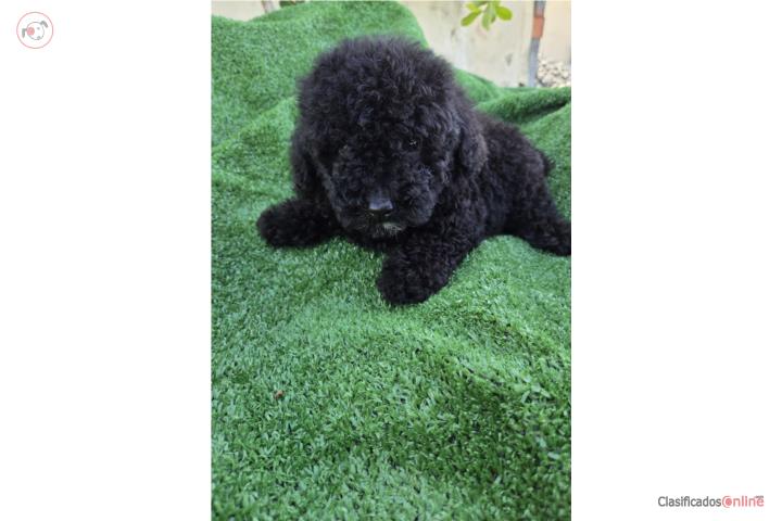Toy Poodle machos Papeles AKC  Puerto Rico