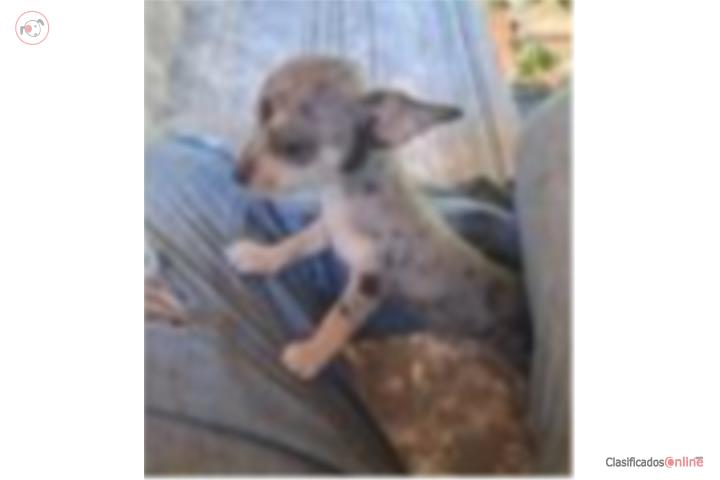 Chihuahua Puerto Rico