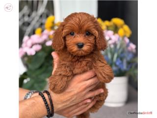 Cavapoo Nena - Puppy Land PR, Puppy Land PR