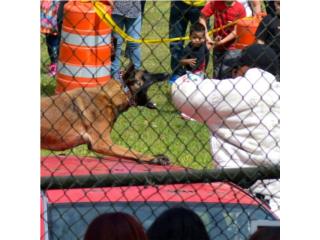 Perros de proteccin Aliquam Canes  Puerto Rico Another Level Dog Training