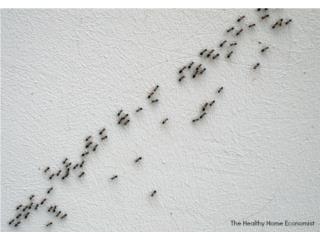 Hormigas fumigacion (exterminacion) AIR Bnb Puerto Rico TIERRA ALTA EXTERMINATING