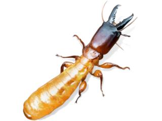 Eliminacion de Comejen y otras plagas Puerto Rico Insect Trap Technologies