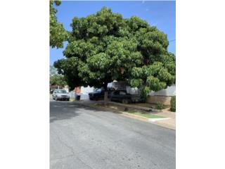 PODA DE ARBOL PREPARATE PAL HURACAN Puerto Rico Scorpion Property Cleaning