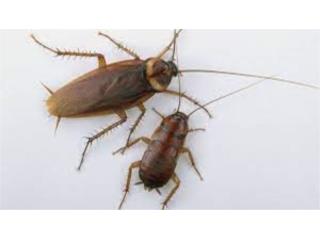 Exterminadores Cucarachas Clasificados Online  Puerto Rico