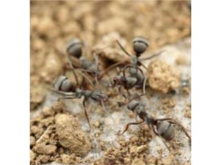 Exterminadores Hormigas Clasificados Online  Puerto Rico