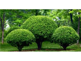 Poda de rboles, palmas y arbustos.  Puerto Rico MOTHER EARTH LANDSCAPING