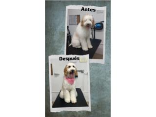 Recorte de Perros Puerto Rico AgroZone Grooming