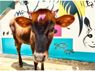 Grooming para Vacas Puerto Rico AgroZone Grooming