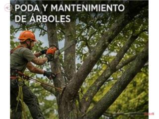 Poda de Arboles Puerto Rico Innova Services