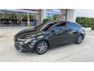 Auto Oso Puerto Rico