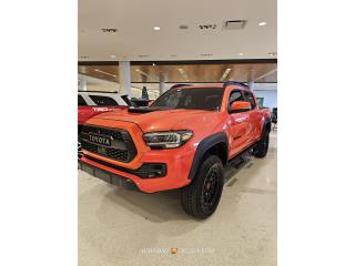 Auto Oso Puerto Rico